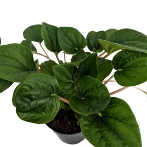 Ripple Chinese Money Plant Peperomia Rana Verde - 2.5
