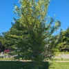 River Birch Tree, 4 Inch Pot, Live Outdoor Plant, 8 Inches Height