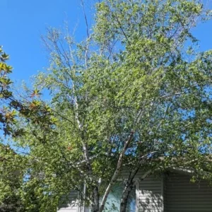 River Birch Tree, 4 Inch Pot, Live Outdoor Plant, 8 Inches Height