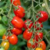 Roma Tomato Plant - 4 Inch Pot - Excellent Flavor - Red Plum Tomatoes