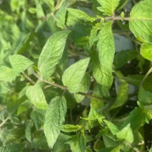 Roma Tomato Plant - 4 Inch Pot - Excellent Flavor - Red Plum Tomatoes