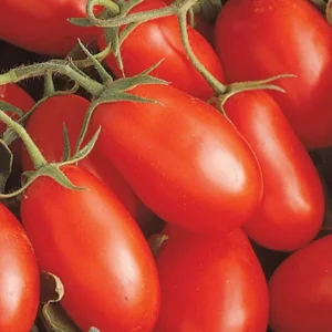 Roma Tomato Plant - 4 Inch Pot - Excellent Flavor - Red Plum Tomatoes
