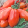 Roma Tomato Plants - 4 Live Heirloom Tomato Plants for Planting Outdoors