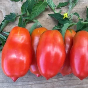 Roma Tomato Plants - 4 Live Heirloom Tomato Plants for Planting Outdoors