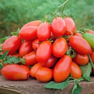 Roma Tomato Plants - 4 Live Heirloom Tomato Plants for Planting Outdoors