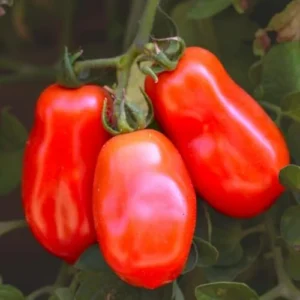 Roma Tomato Plants - 4 Live Heirloom Tomato Plants for Planting Outdoors