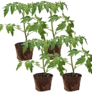 Roma Tomato Plants - 4 Live Heirloom Tomato Plants for Planting Outdoors