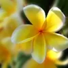 Rooted Plumeria Rubra Yellow Plant Multi Tip 15 inch Tree