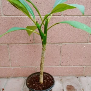 Rooted Plumeria Rubra Yellow Plant Multi Tip 15 inch Tree