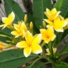 Rooted Plumeria Rubra Yellow Plant - Tropical Tree with Fragrant Blooms