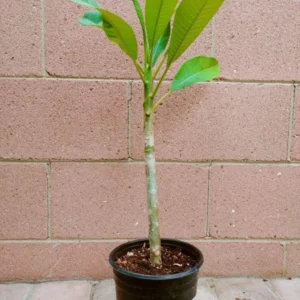 Rooted Plumeria Rubra Yellow Plant - Tropical Tree with Fragrant Blooms