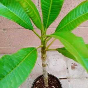 Rooted Plumeria Rubra Yellow Plant - Tropical Tree with Fragrant Blooms