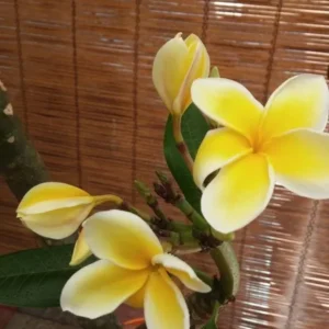 Rooted Plumeria Rubra Yellow Plant - Tropical Tree with Fragrant Blooms