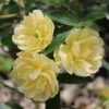 Rosa Lutea Lady Banks Live Plant - 1 Gallon Pot - Yellow Climbing Rose