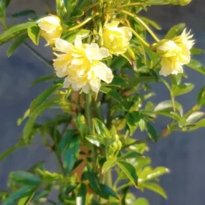 Rosa Lutea Lady Banks Live Plant - 1 Gallon Pot - Yellow Climbing Rose