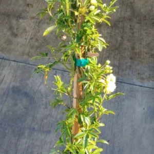 Rosa Lutea Lady Banks Live Plant - 1 Gallon Pot - Yellow Climbing Rose