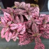 Rose Splash Polka Dot Plant - Hypoestes - 2.5 inch Pot - Colorful Houseplant