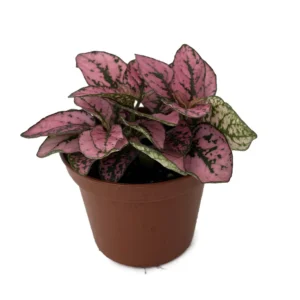 Rose Splash Polka Dot Plant - Hypoestes - 2.5 inch Pot - Colorful Houseplant