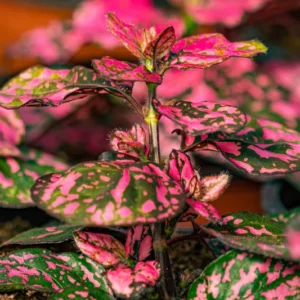 Rose Splash Polka Dot Plant - Hypoestes - 2.5 inch Pot - Colorful Houseplant