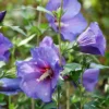 Rose of Sharon Hibiscus - Paraplu Violet Flower 4" Pot - Purple Blooms