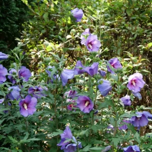 Rose of Sharon Hibiscus - Paraplu Violet Flower 4
