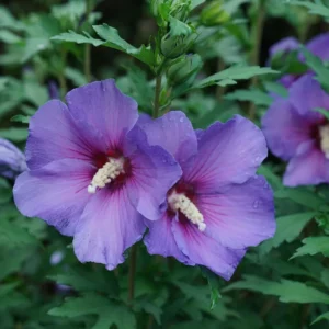 Rose of Sharon Hibiscus - Paraplu Violet Flower 4