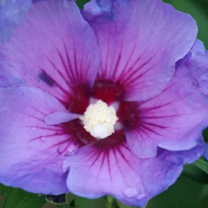 Rose of Sharon Hibiscus - Paraplu Violet Flower 4