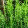Rosemary Plant Live - 6-9 Inch Potted Herb - Green Outdoor Rosemary Plant