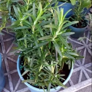 Rosemary Plant Live - 6-9 Inch Potted Herb - Green Outdoor Rosemary Plant
