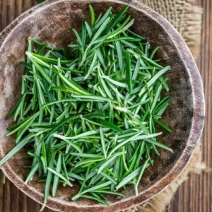 Rosemary Plant Live - 6-9 Inch Potted Herb - Green Outdoor Rosemary Plant