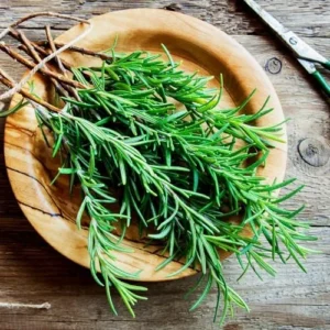 Rosemary Plant Live - 6-9 Inch Potted Herb - Green Outdoor Rosemary Plant