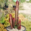 Royal Red African Milk Tree Euphorbia Trigona Succulent Plant 4 Inch Pot