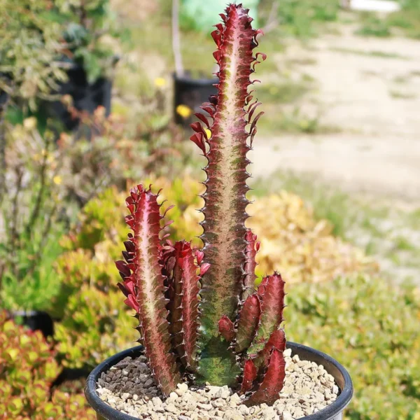 Royal Red African Milk Tree Euphorbia Trigona Succulent Plant 4 Inch Pot