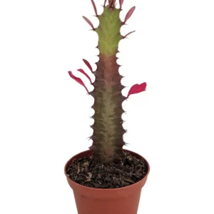 Royal Red African Milk Tree Euphorbia Trigona Succulent Plant 4 Inch Pot