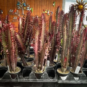 Royal Red African Milk Tree Euphorbia Trigona Succulent Plant 4 Inch Pot