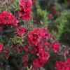 Ruby Glow Red Tea Tree Live Plant Shrub - 1 Gallon Pot