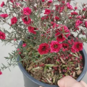 Ruby Glow Red Tea Tree Live Plant Shrub - 1 Gallon Pot