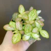 Ruby Lime Fittonia Nerve Plant - Easy Houseplant - 2.5 Inch Pot