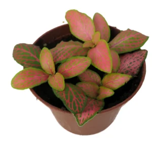 Ruby Lime Fittonia Nerve Plant - Easy Houseplant - 2.5 Inch Pot