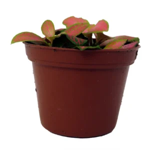 Ruby Lime Fittonia Nerve Plant - Easy Houseplant - 2.5 Inch Pot
