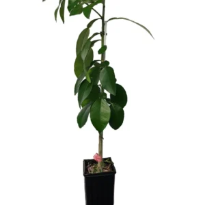 Ruby Red Grapefruit Tree - 4x12