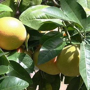 Ruby Red Grapefruit Tree - 4x12