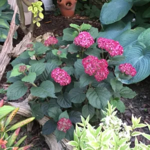 Ruby Red Hydrangea Plant - 4 inch Pot - Unique Blooms