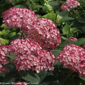 Ruby Red Hydrangea Plant - 4 inch Pot - Unique Blooms