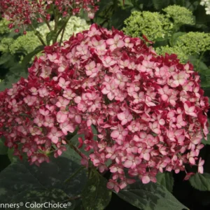 Ruby Red Hydrangea Plant - 4 inch Pot - Unique Blooms