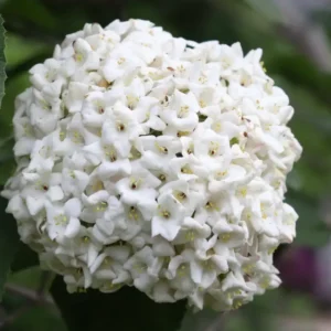 SPICE COWBOY Viburnum Shrub - 4 Inch Potted Plant