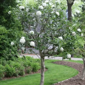 SPICE COWBOY Viburnum Shrub - 4 Inch Potted Plant