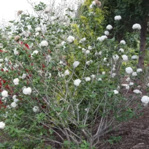 SPICE COWBOY Viburnum Shrub - 4 Inch Potted Plant