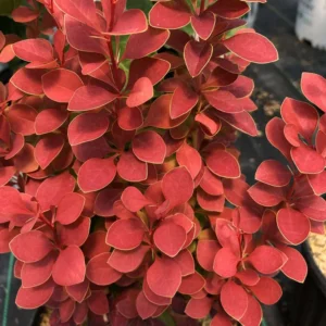 SUNJOY ORANGE PILLAR Barberry Berberis - 4 Inch Pot - Orange Foliage Deciduous Shrub