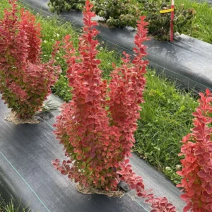 SUNJOY ORANGE PILLAR Barberry Berberis - 4 Inch Pot - Orange Foliage Deciduous Shrub